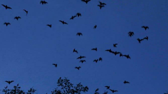 SACRAMENTO, CA - APRIL 19: At the Yolo Bypass Wildlife Area, thousands of bats live under the bypass and come out at dusk.