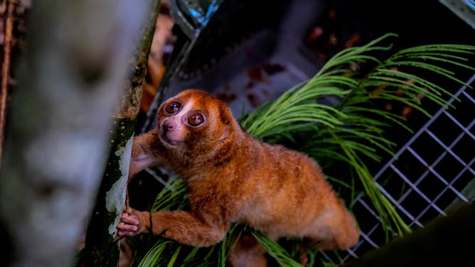 Photo taken on Oct. 12, 2022 shows a released Bangka slow loris at a forest in Bangka, Indonesia. A local wildlife rescue organization released two endangered animals on Wednesday.