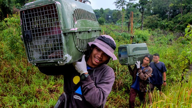 People prepare to release a Bangka slow loris and a pangolin at a forest in Bangka, Indonesia, Oct. 12, 2022. A local wildlife rescue organization released two endangered animals on Wednesday.