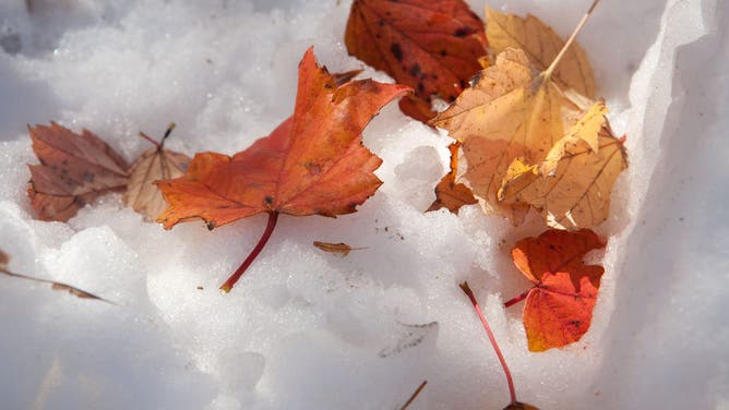 NASHUA, NH - OCTOBER 30: Fall leaves rest on a pile of snow in a front yard on Ken Superior Drive on October 30, in Nashua, New Hampshire. An early October winter storm hit the Northeast on the evening of October 29, 2011, causing damage to trees, power lines, and leaving people without power for the entire day.
