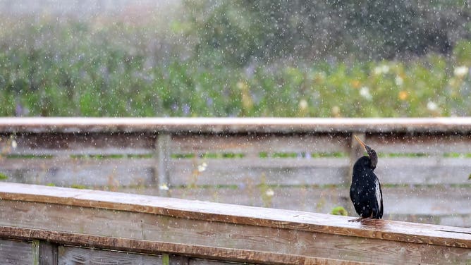BOYNTON BEACH, FLORIDA - OCTOBER 31:An anhinga sits in the rain at the Green Cay Nature Preserve on October 31, 2021 in Boynton Beach, Florida.