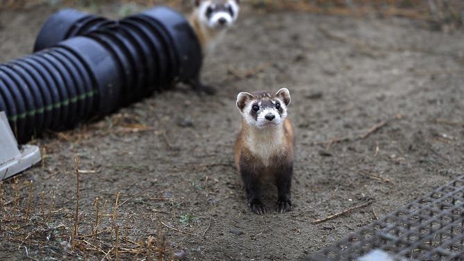 WELLINGTON, CO - Oct. 29: There are 48 outdoor pre-conditioning pens that house some ferrets.