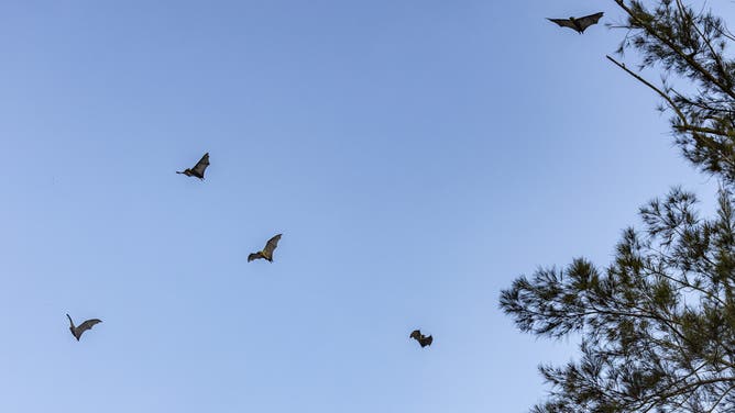 MONGBWALU, DEMOCRATIC REPUBLIC OF CONGO - JUNE 11: Fruit bats fly in the sky above Mongbwalu on June 11, 2026 in Mongbwalu, Democratic Republic of Congo.
