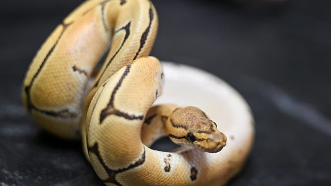 FILE: GAZIANTEP, TURKIYE - JUNE 16: A view of a royal python as 39 reptiles, including pythons and savannah monitors, seized in a house in Istanbul by the General Directorate of Nature Conservation and National Parks, have been transferred to Gaziantep Natural Life Park, in Gaziantep, Turkiye, on June 16, 2026.