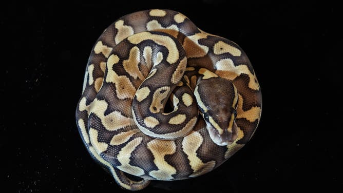 FILE: Ball Pythons are displayed at The Grand Exotic Pet & Ball Python International 2026 in Bangkok, Thailand.