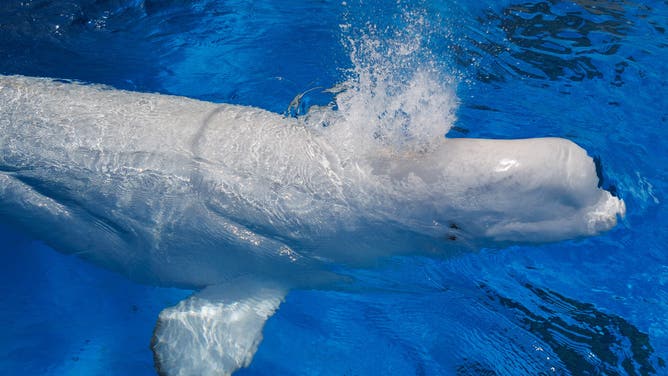 San Diego, California - After a 12-hour plane ride, a beluga whale swims around a holding pool at Sea World on Saturday, Aug. 22, 2026. This whale, along with two others, was rescued from the shuttered Marineland theme park in Niagara Falls, Ontario. Their names are Xavier, Cyprus and Jasper.(