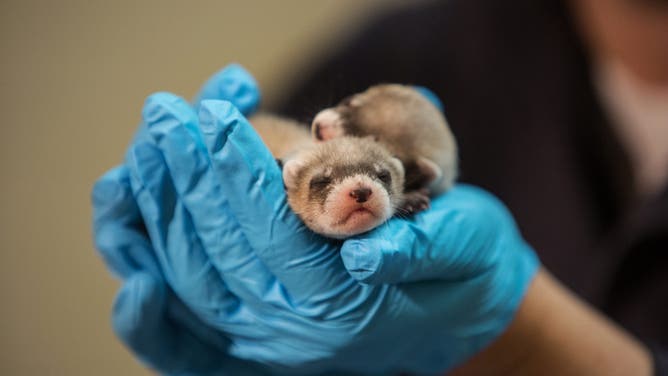 FRONT ROYAL, VA - JUL24: Paul Marinari, the senior curator of animal operations at the Smithsonian Conservation Biology Institute in Front Royal, Virginia, holds new born black-footed ferrets, July 24, 2014.