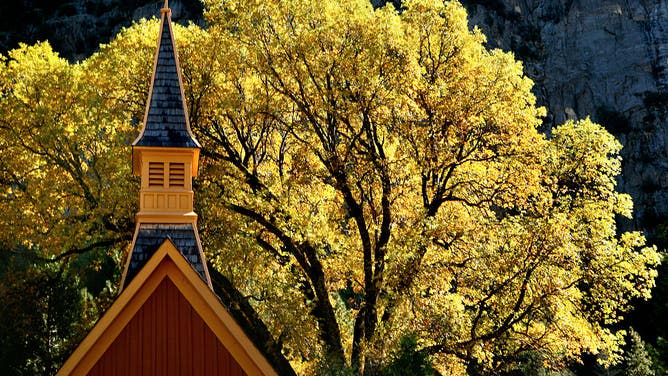 FALL IN THE YOSEMITE VALLEY: A giant oak tree displays the bright yellows of Fall behind The Yosemite Valley Chapel. Located off Southside Drive in the Yosemite Valley the Chapel is still open for business offfering Sunday services and is a very popular wedding destination some 130 years after it was built. October 20, 2009 