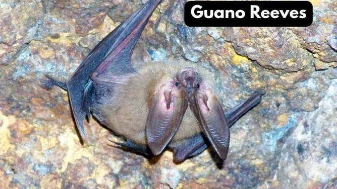 Guano Reeves, a Townsend's big-eared bat.