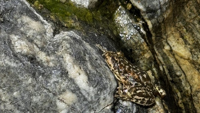 Critically endangered frog species released into natural habitat.