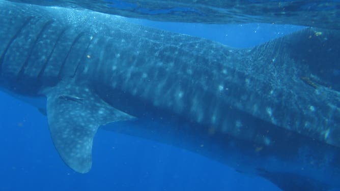 Theresa is 27 feet long.