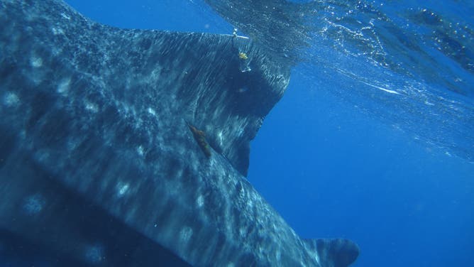 Whale sharks are the largest shark species on Earth.
