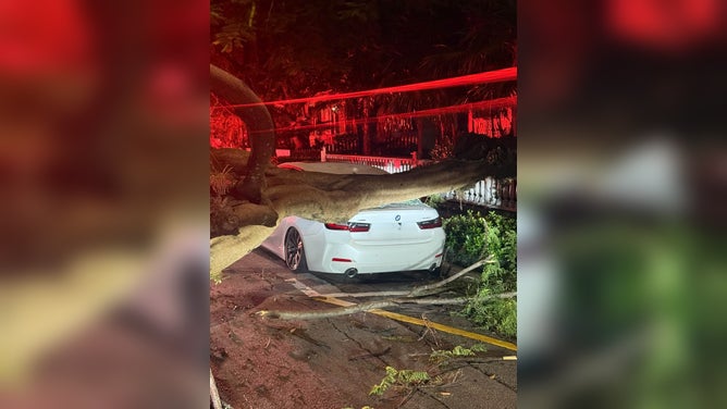 Tree topples onto car in Key West, Florida, after record downpours.
