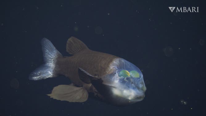 On October 20, 2026, MBARI scientists observed a deep-sea barreleye fish (Macropinna microstoma) during an expedition aboard MBARI’s flagship research vessel David Packard. The team was studying deep-sea jellies at a research site 90 kilometers offshore of Monterey, California, and recovering MBARI’s remotely operated vehicle (ROV) Doc Ricketts when they encountered this fish at a depth of 600 meters during the submersible’s return to the surface. This represents MBARI’s eleventh sighting of Macropinna and is the institute’s first sighting filmed in 4K