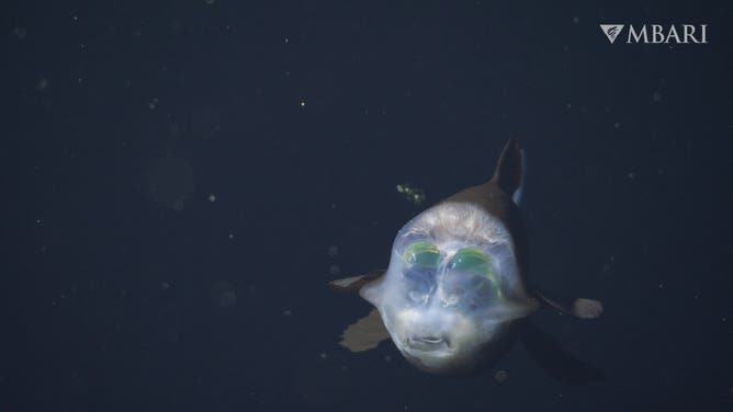 : On October 20, 2026, MBARI scientists observed a deep-sea barreleye fish (Macropinna microstoma) during an expedition aboard MBARI’s flagship research vessel David Packard. The team was studying deep-sea jellies at a research site 90 kilometers offshore of Monterey, California, and recovering MBARI’s remotely operated vehicle (ROV) Doc Ricketts when they encountered this fish at a depth of 600 meters during the submersible’s return to the surface. This represents MBARI’s eleventh sighting of Macropinna and is the institute’s first sighting filmed in 4K.