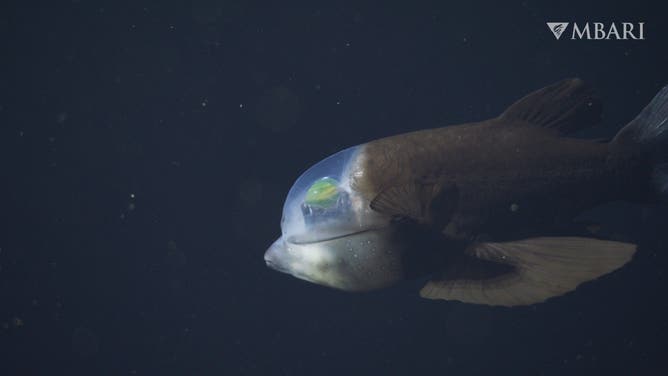 On October 20, 2026, MBARI scientists observed a deep-sea barreleye fish (Macropinna microstoma) during an expedition aboard MBARI’s flagship research vessel David Packard. The team was studying deep-sea jellies at a research site 90 kilometers offshore of Monterey, California, and recovering MBARI’s remotely operated vehicle (ROV) Doc Ricketts when they encountered this fish at a depth of 600 meters during the submersible’s return to the surface. This represents MBARI’s eleventh sighting of Macropinna and is the institute’s first sighting filmed in 4K