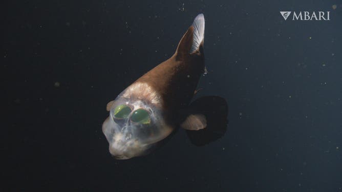 A deep-sea barreleye fish (Macropinna microstoma) observed with MBARI’s remotely operated vehicle (ROV) Doc Ricketts in the outer Monterey Canyon at a depth of approximately 600 meters during an expedition aboard MBARI’s flagship research vessel David Packard. Researchers from MBARI’s Biodiversity and Biooptics Team observed this individual with the vehicle’s VR camera, illuminating the fish with dramatic studio lighting and capturing 3D stereo imagery that can contribute to future research and education efforts.