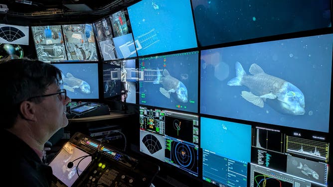 During the recent Diving Deep for Delicate Drifters expedition aboard MBARI’s flagship research vessel David Packard, Senior Scientist Steven Haddock (pictured) and team had a chance encounter with a rarely seen deep-sea barreleye fish (Macropinna microstoma).