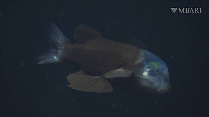 A deep-sea barreleye fish (Macropinna microstoma) observed with MBARI’s remotely operated vehicle (ROV) Doc Ricketts in the outer Monterey Canyon at a depth of approximately 600 meters during an expedition aboard MBARI’s flagship research vessel David Packard.
