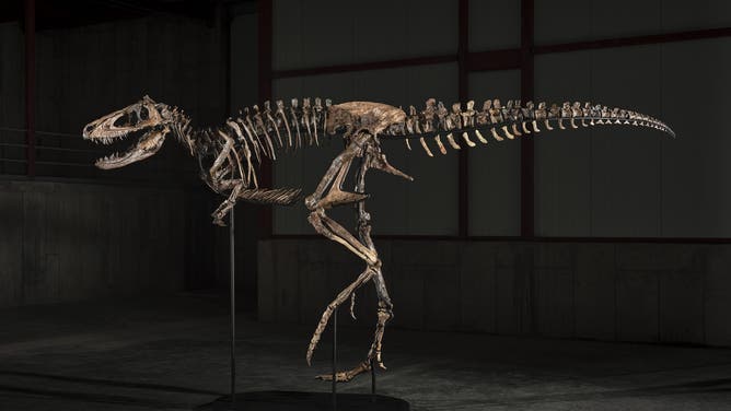 Researchers discovered the first nanotyrannus fossil in the summer of 1942.