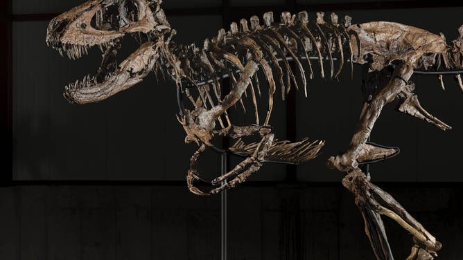 Nanotyrannus named Jodi sells for $47.3 million.