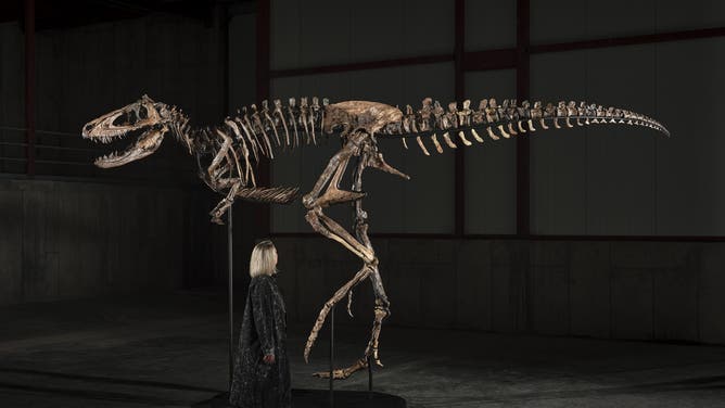 Nanotyrannus fossil compared to a human in size.