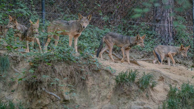 The red wolf family