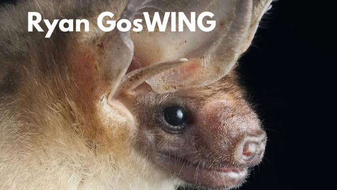 Ryan GosWING, a pallid bat.