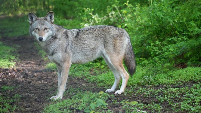 One of the red wolves named Sabine.