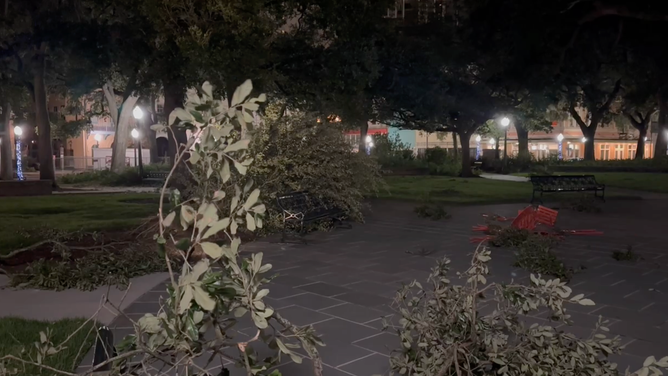 Tree damage in Mobile, Alabama, following Isaias.