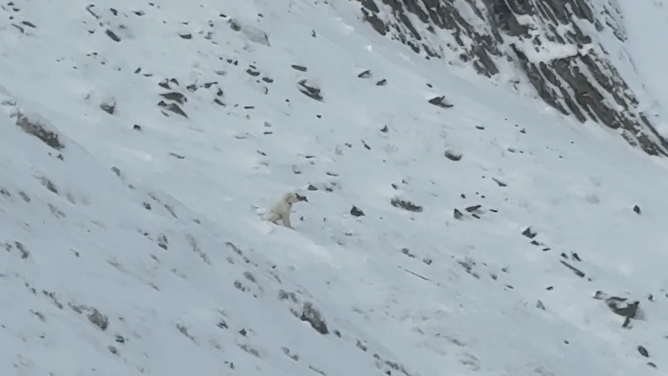Seeing LouLou from the helicopter.
