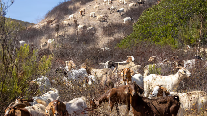 A herd of goats munch away at vegetation in California.