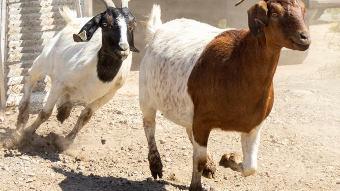 Goats run out of an 18-wheeler during Operation Goat Rope at Marine Corps Air Station Miramar, Calif., Sept. 15, 2026. 