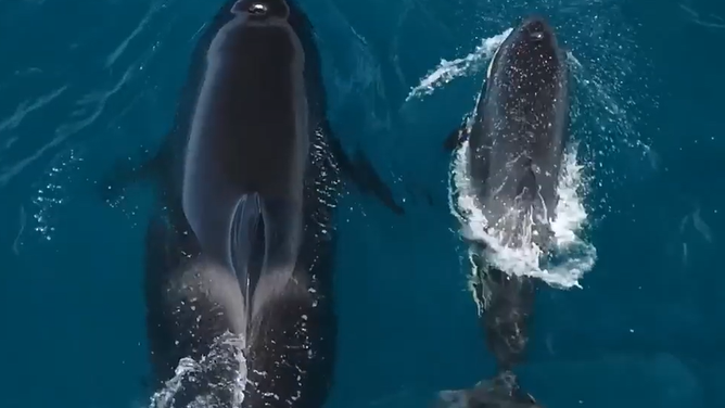 Mother and calf killer whale swimming in the ocean.