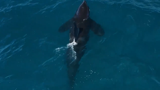 Killer whale named Macho surfaces for air.