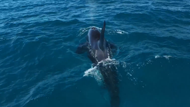 Pod of killer whales spotted off the coast of Los Angeles.