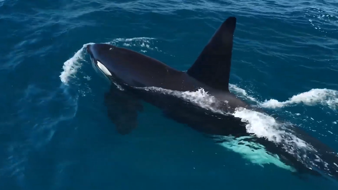 Macho the killer whale glides through the ocean off the coast of California.