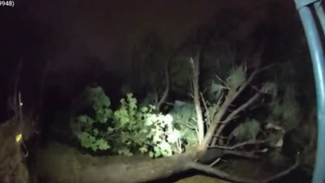 Downed trees and powerlines in a New Mexico community.