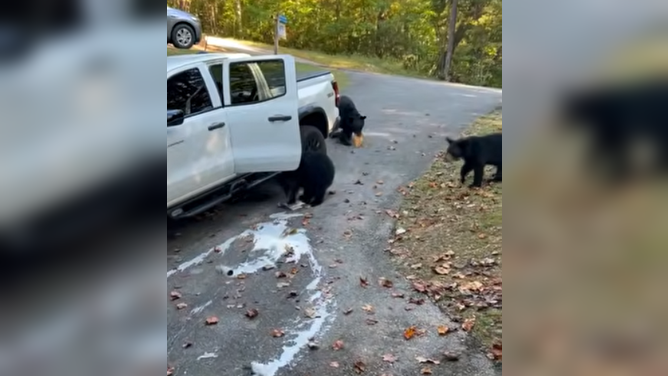 Black bears steal and break a six-pack of beers.