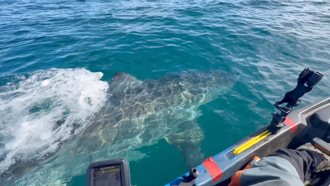 Great white shark swims by kayak.