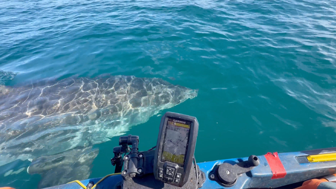 The white shark