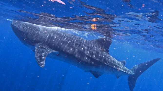 Theresa, the whale shark tagged by OCEARCH.