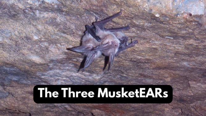 The Three MusketEARS, a trio of Townsend's big-eared bats. 