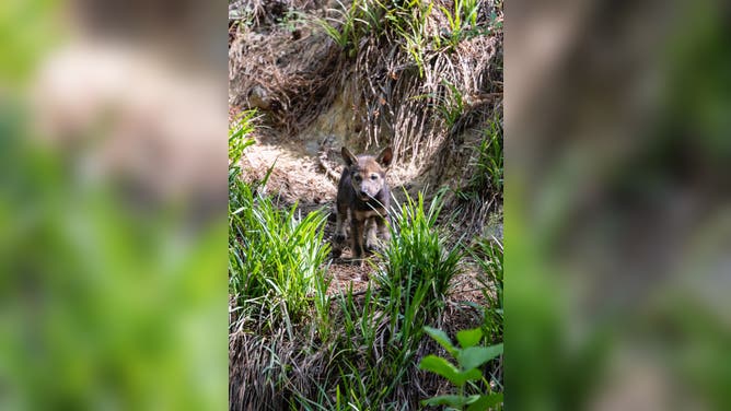 One of the five wolf puppies.