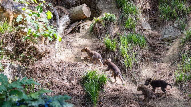The puppies exploring.